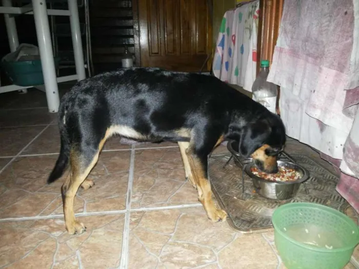Cachorro ra a SRD idade 7 a 11 meses nome bonita
