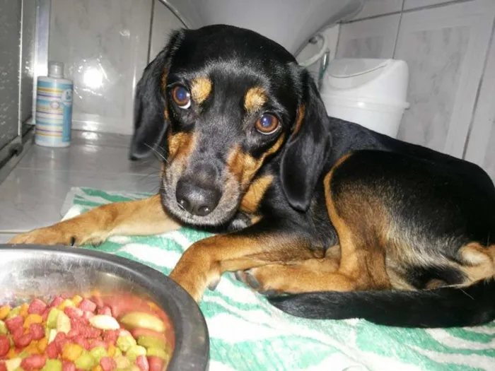 Cachorro ra a SRD idade 7 a 11 meses nome bonita