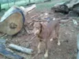 Belinha