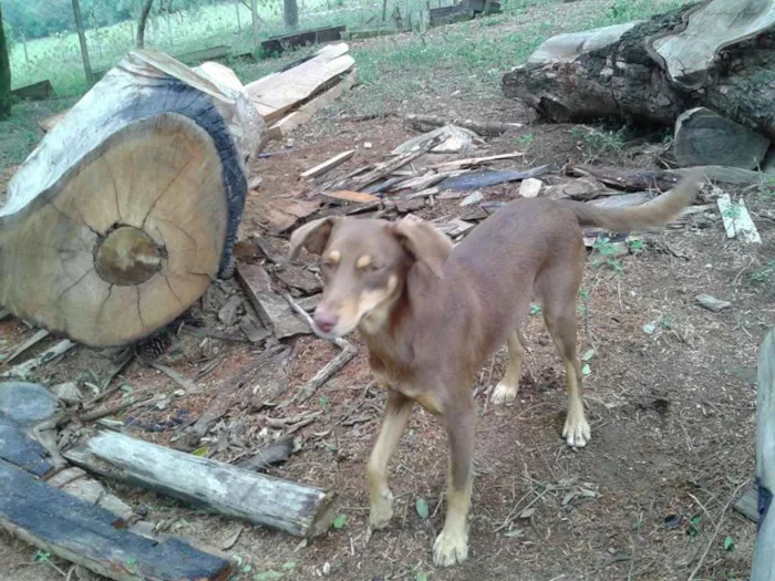 Cachorro raça SRD idade 2 anos nome Belinha