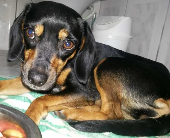Cachorro ra a SRD idade 7 a 11 meses nome bonita