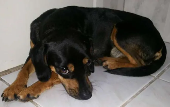 Cachorro ra a SRD idade 7 a 11 meses nome bonita