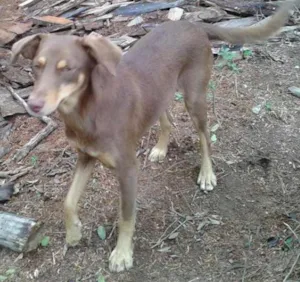 Cachorro raça SRD idade 2 anos nome Belinha