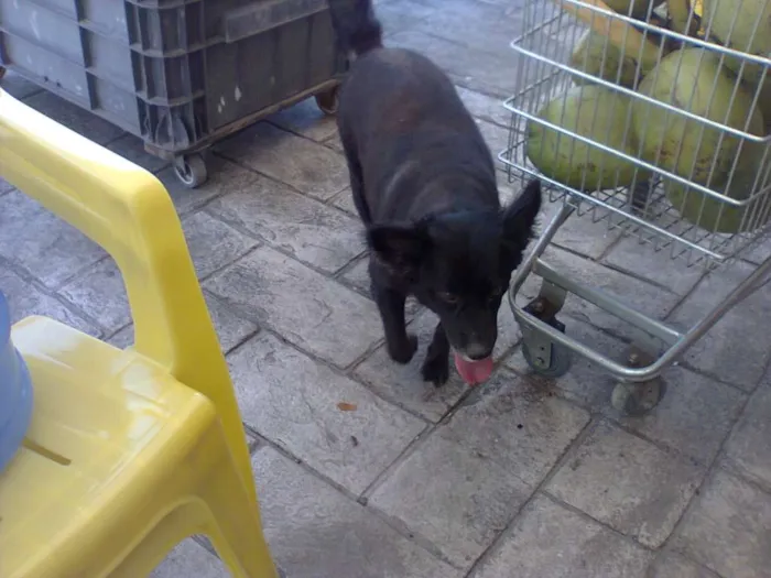 Cachorro raça SRD idade 5 anos nome Pretinha 1