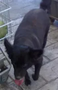 Pretinha 1