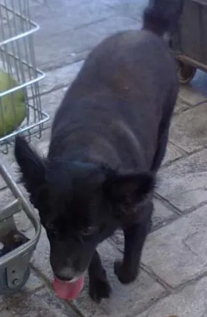 Cachorro raça SRD idade 5 anos nome Pretinha 1