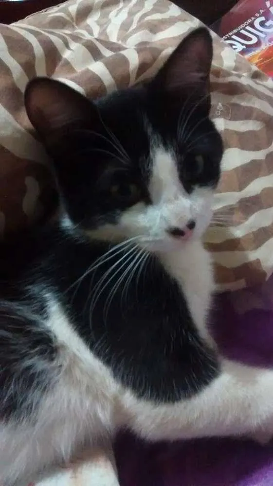 Gato raça  idade  nome Biscoytto