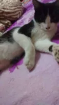 Biscoytto