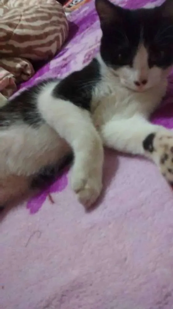 Gato raça  idade  nome Biscoytto