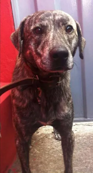 Cachorro raça n sei idade 1 ano nome Rookmaker