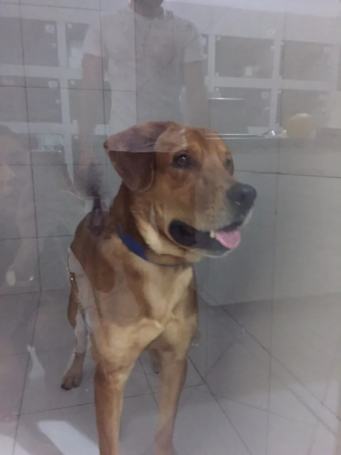 Cachorro ra a Vira lata (mistura de labrador)  idade 4 anos nome Lugano