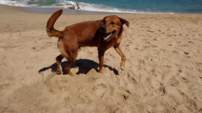 Cachorro ra a Vira lata (mistura de labrador)  idade 4 anos nome Lugano