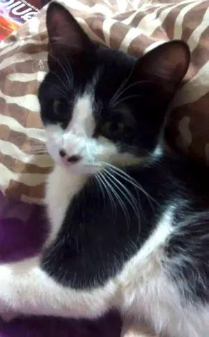 Gato raça  idade  nome Biscoytto