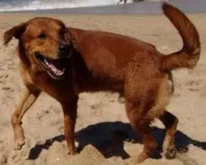 Cachorro raça Vira lata (mistura de labrador)  idade 4 anos nome Lugano