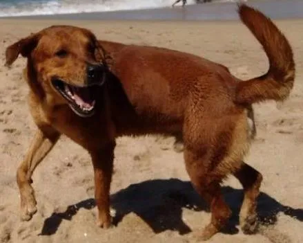 Cachorro ra a Vira lata (mistura de labrador)  idade 4 anos nome Lugano