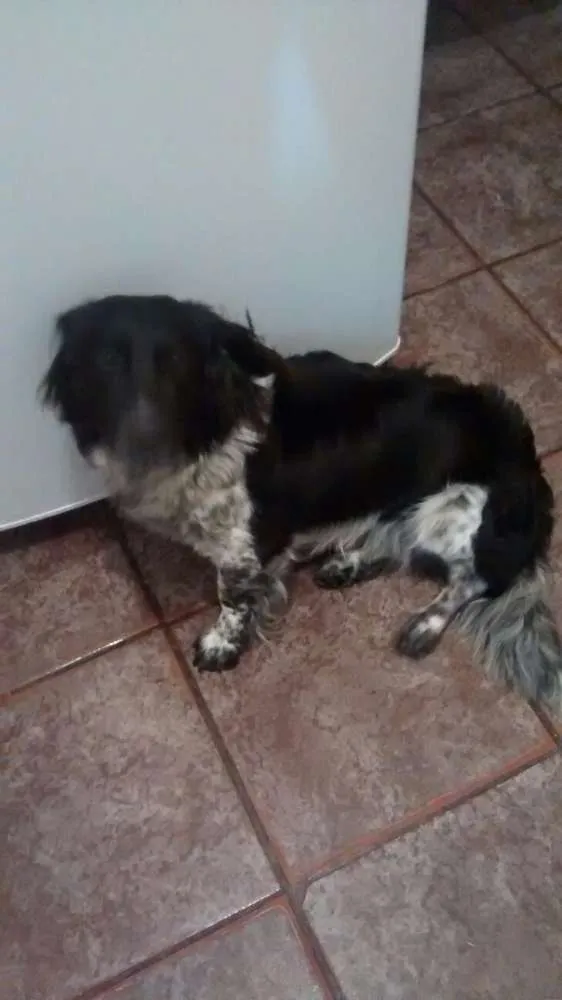 Cachorro raça SRD idade 7 a 11 meses nome PUG