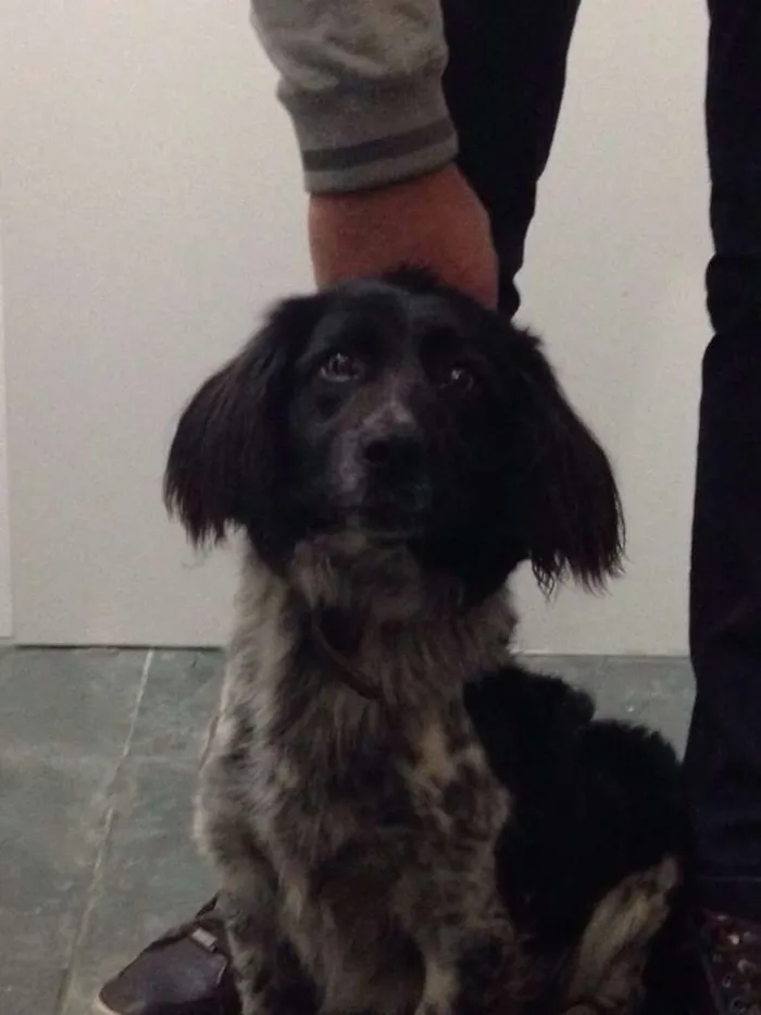 Cachorro raça SRD idade 7 a 11 meses nome PUG