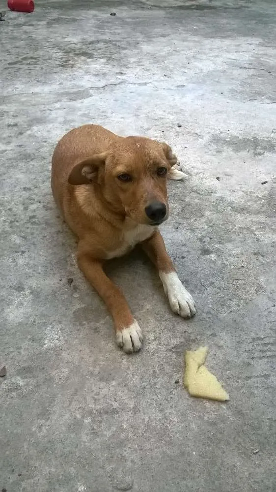 Cachorro ra a pintcher com vira latas idade 2 a 6 meses nome princesa