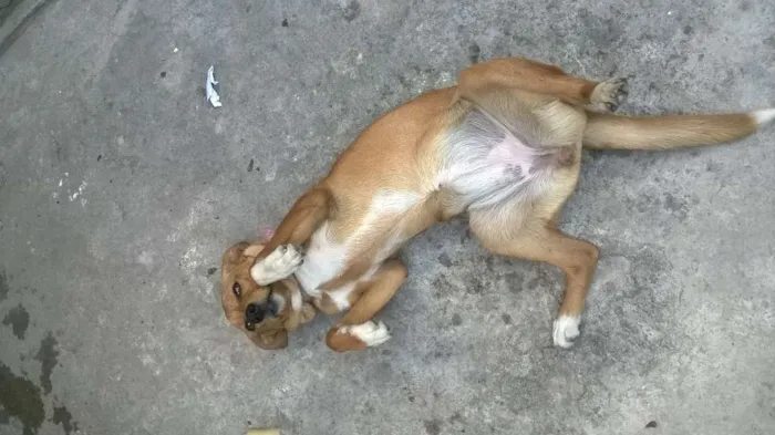 Cachorro ra a pintcher com vira latas idade 2 a 6 meses nome princesa