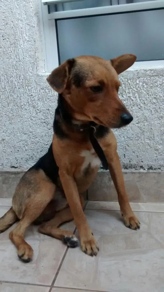 Cachorro ra a SRD idade 2 anos nome Mexerica