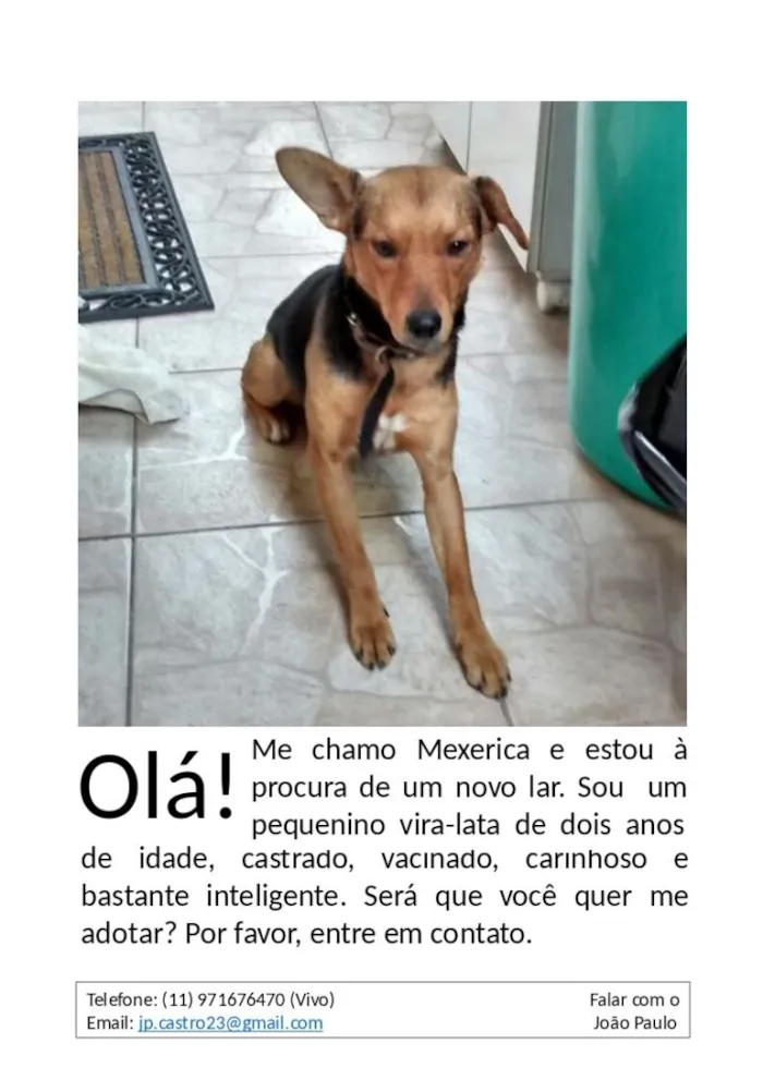 Cachorro ra a SRD idade 2 anos nome Mexerica