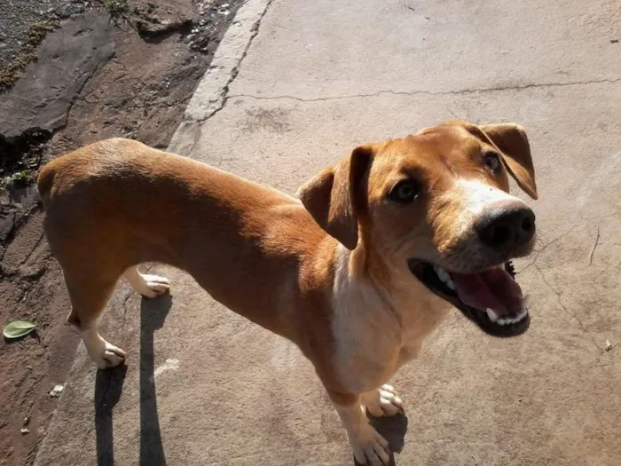 Cachorro ra a Srd idade 2 a 6 meses nome Soberana