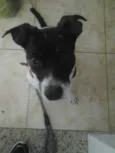 Pitoco