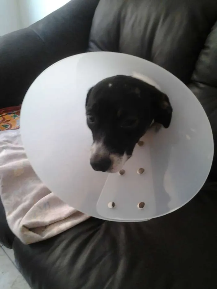 Cachorro ra a Vira-Lata idade 1 ano nome Pitoco
