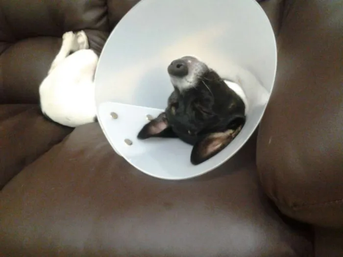 Cachorro ra a Vira-Lata idade 1 ano nome Pitoco