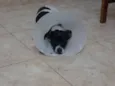 Pitoco
