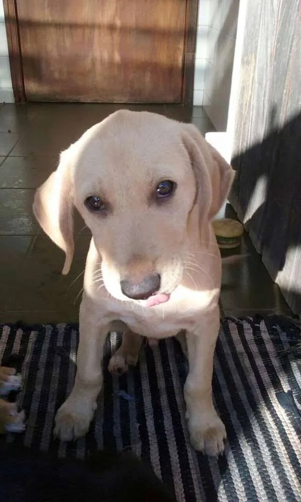 Cachorro ra a mix labrador idade 2 a 6 meses nome Gut