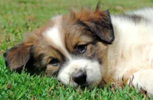 Cachorro raça SRD idade Abaixo de 2 meses nome LUZ