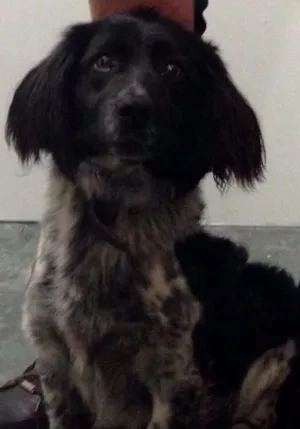 Cachorro raça SRD idade 7 a 11 meses nome PUG