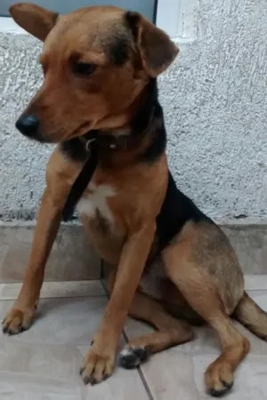 Cachorro raça SRD idade 2 anos nome Mexerica