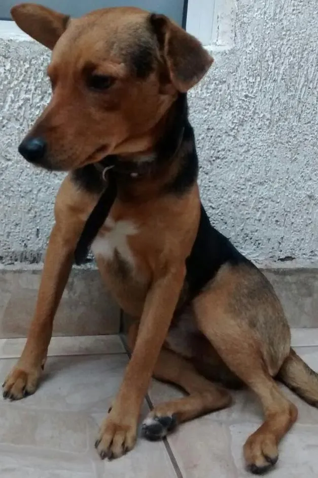 Cachorro ra a SRD idade 2 anos nome Mexerica