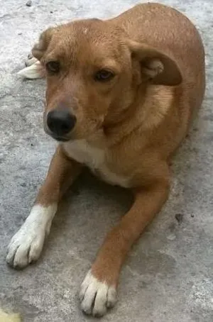 Cachorro raça pintcher com vira latas idade 2 a 6 meses nome princesa