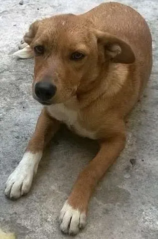 Cachorro ra a pintcher com vira latas idade 2 a 6 meses nome princesa