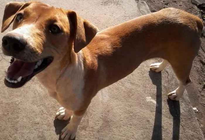 Cachorro ra a Srd idade 2 a 6 meses nome Soberana