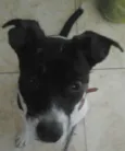 Pitoco