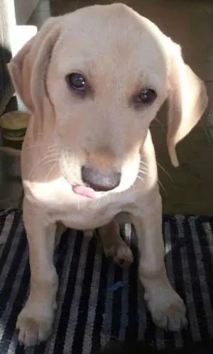 Cachorro raça mix labrador idade 2 a 6 meses nome Gut