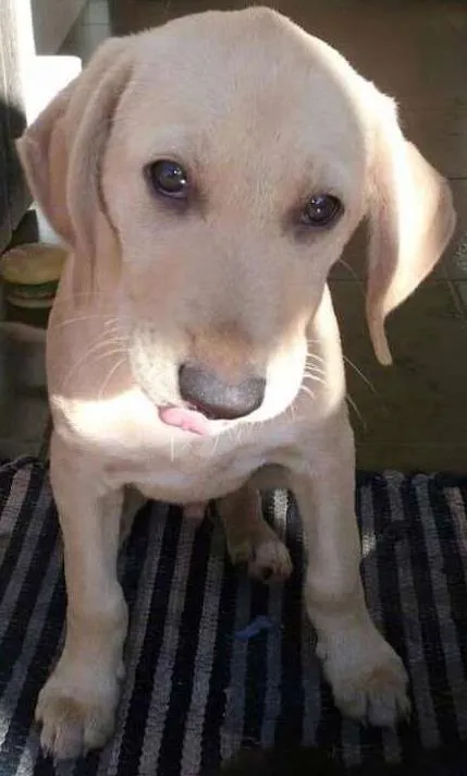 Cachorro ra a mix labrador idade 2 a 6 meses nome Gut