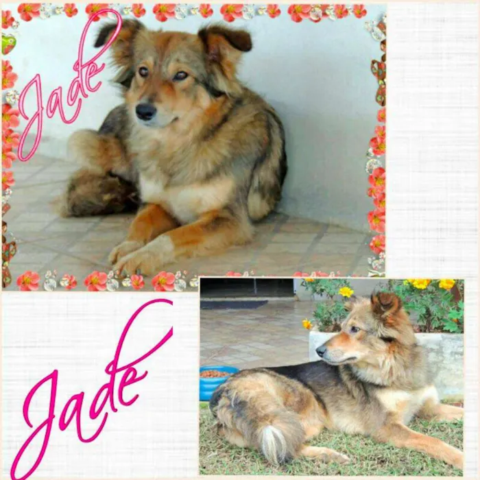 Cachorro ra a SRD idade 1 ano nome Jade