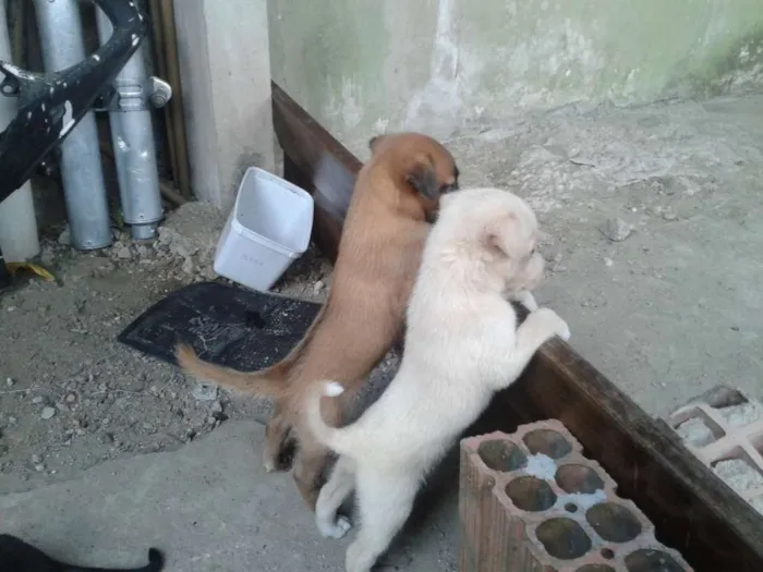 Cachorro raça SRD idade Abaixo de 2 meses nome sem nome