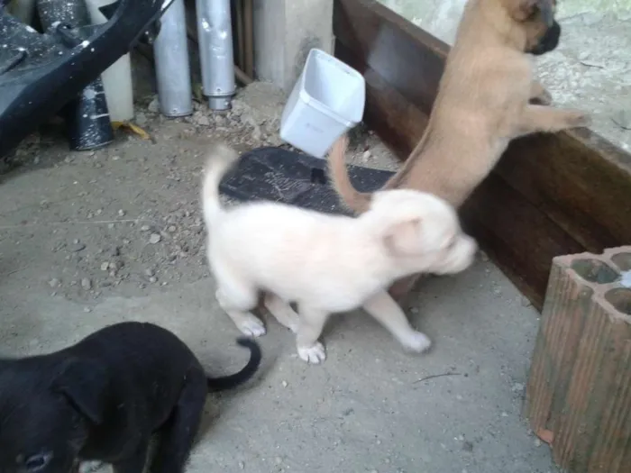 Cachorro raça SRD idade Abaixo de 2 meses nome sem nome