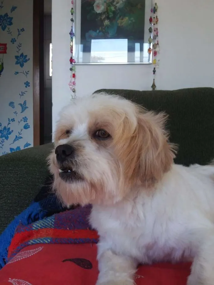 Cachorro ra a Lhasa apso idade 7 a 11 meses nome ~sem nome ainda~