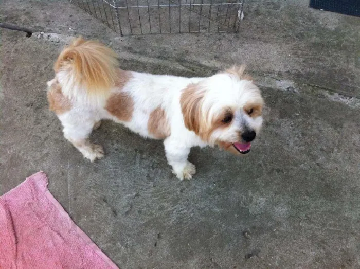Cachorro ra a Lhasa apso idade 7 a 11 meses nome ~sem nome ainda~