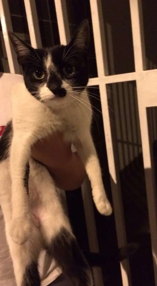 Gato ra a SRD idade 7 a 11 meses nome Belinha