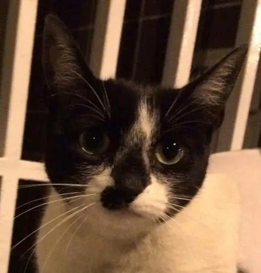 Gato ra a SRD idade 7 a 11 meses nome Belinha