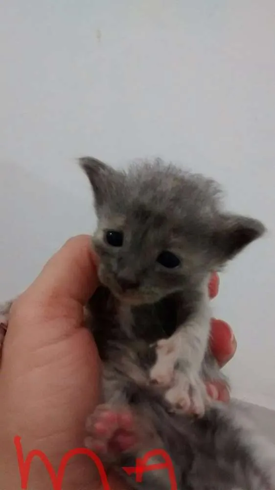 Gato ra a Vira latas idade Abaixo de 2 meses nome Filhotes