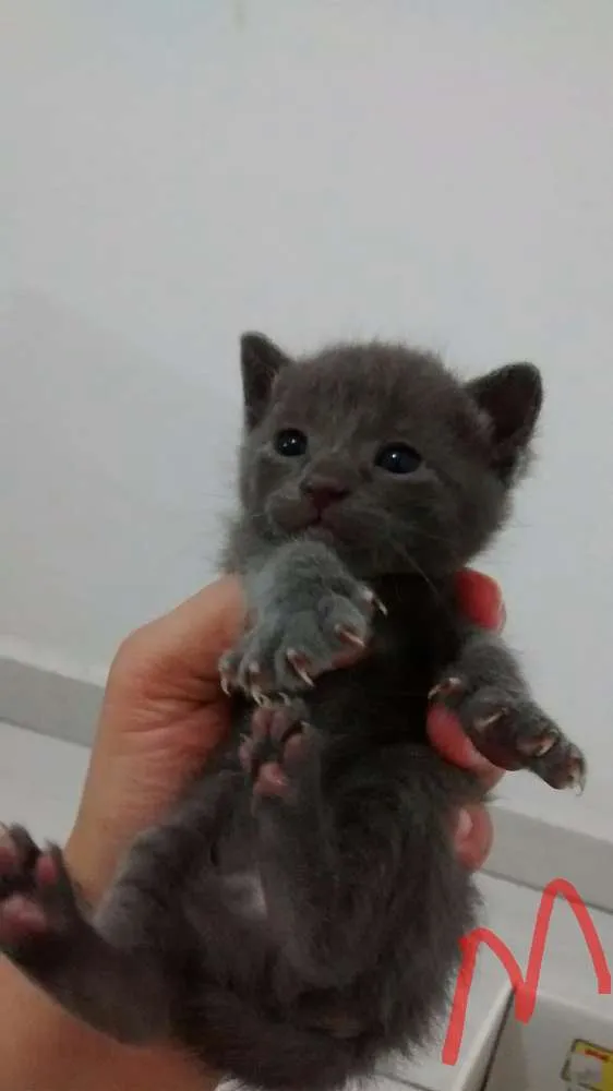 Gato ra a Vira latas idade Abaixo de 2 meses nome Filhotes